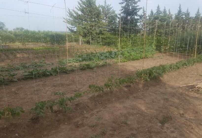 住宿加早餐  Masseria Novelli