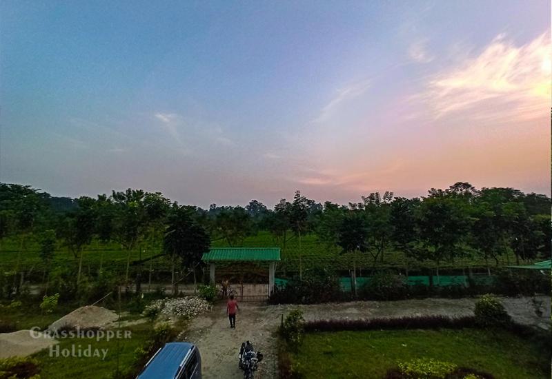 Grasshopper Jungle Queen Resort