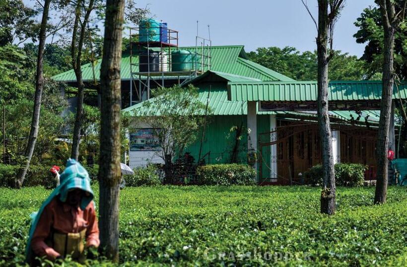 Grasshopper Jungle Queen Resort