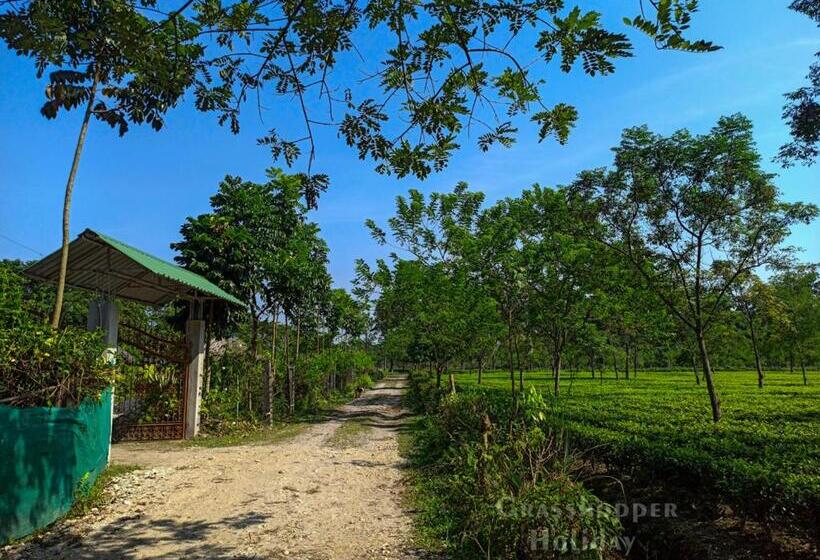 Grasshopper Jungle Queen Resort