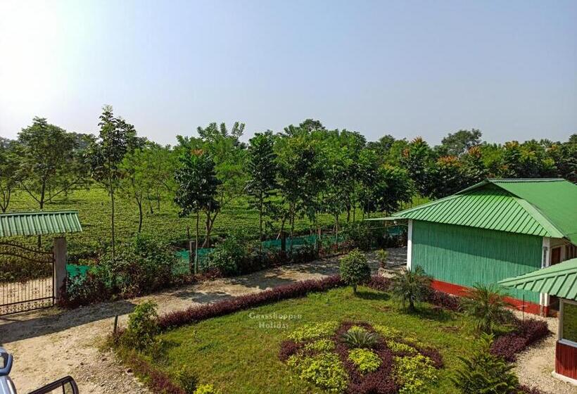 Grasshopper Jungle Queen Resort