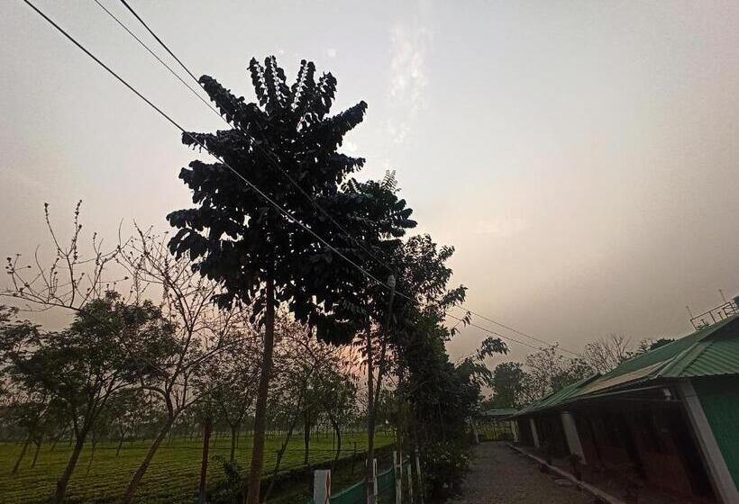 Grasshopper Jungle Queen Resort