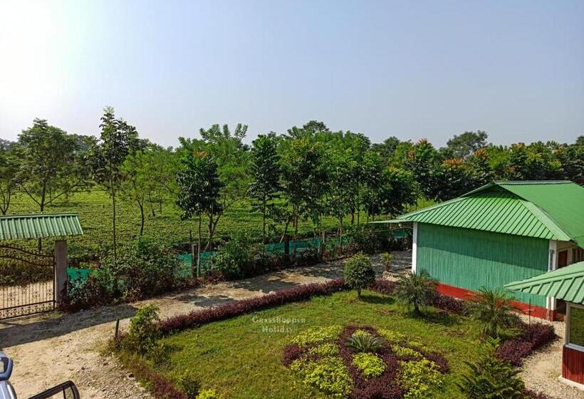 Grasshopper Jungle Queen Resort