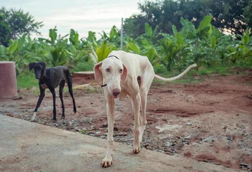 בית מלון כפרי Akbar Farms
