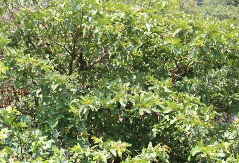 فندق Eshi Resorts And Restaurant   Bhimashankars Jungle Luxury Resort