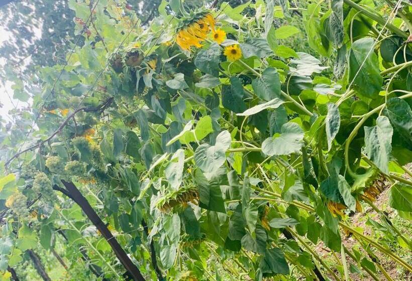 پانسیون Uplistsikhe Guest Paluma