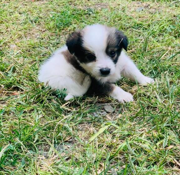 پانسیون Uplistsikhe Guest Paluma