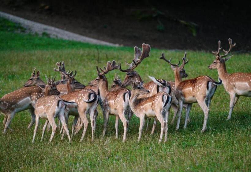 پانسیون Sobe Rooms Jelen Jelenov Greben