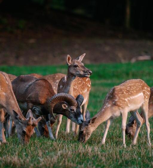 پانسیون Sobe Rooms Jelen Jelenov Greben