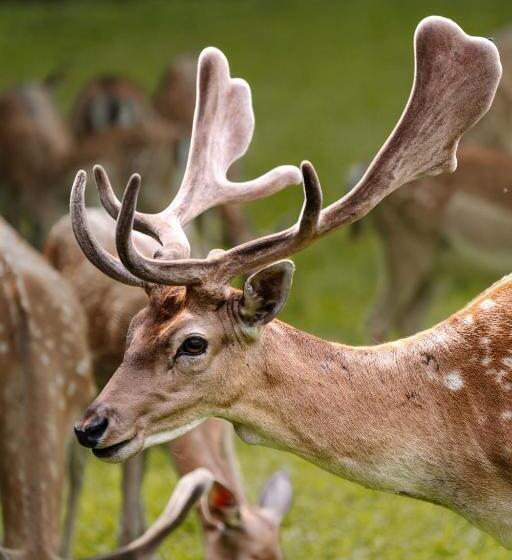 پانسیون Sobe Rooms Jelen Jelenov Greben