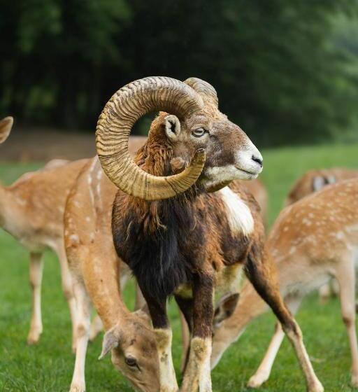 پانسیون Sobe Rooms Jelen Jelenov Greben