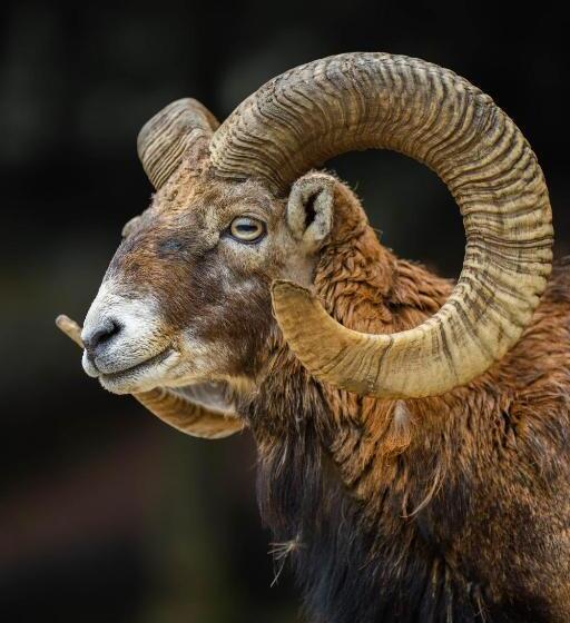 پانسیون Sobe Rooms Jelen Jelenov Greben