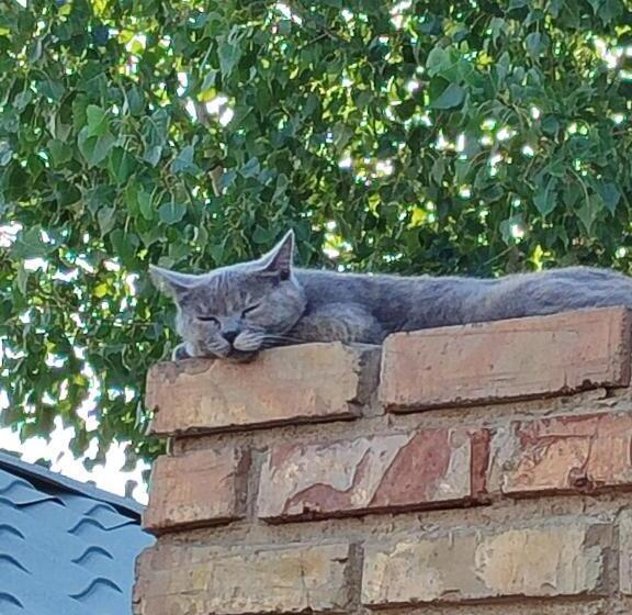 پانسیون The Oldman House