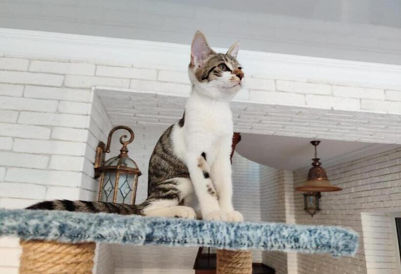 پانسیون The Oldman House