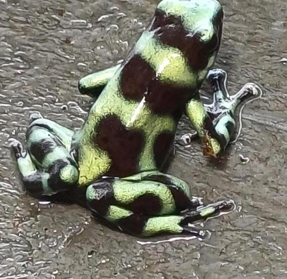 Las Nubes Natural Energy Resort