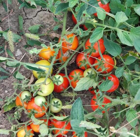 酒店 La Terrazza Delle Noci Alloggio Agrituristico