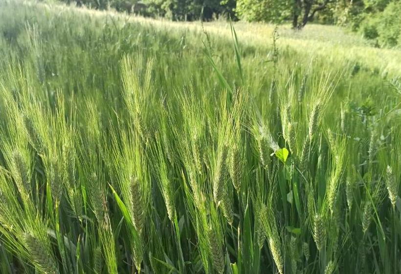 酒店 La Terrazza Delle Noci Alloggio Agrituristico