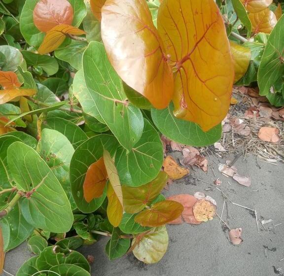 膳宿费 Princesa Del Rio