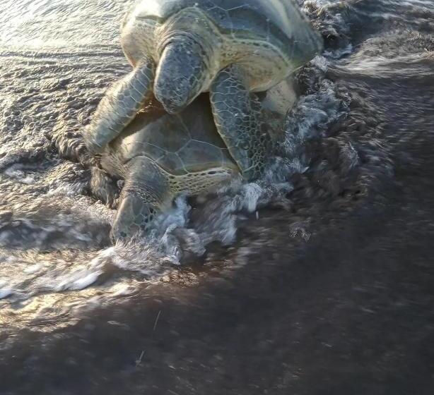 膳宿费 Princesa Del Rio