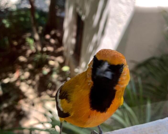 酒店 La Villa Mexicana By Diving Prestige