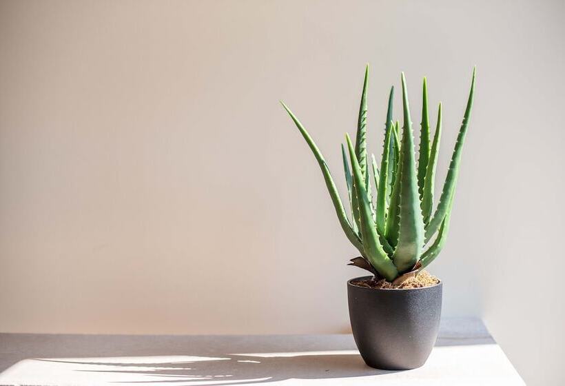 בית מלון כפרי Hôtel Restaurant De Bouilhac  Les Collectionneurs