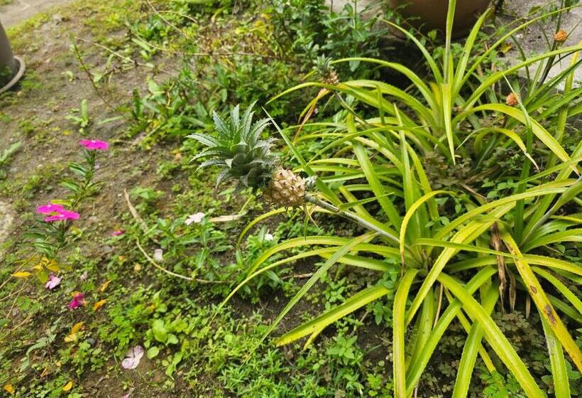 بنسيون Camping Hostel