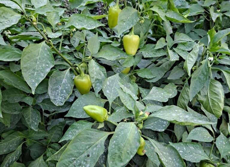 펜션 Grand House Hostel