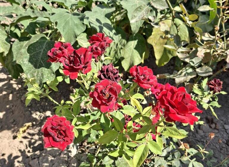 פנסיון Grand House Hostel