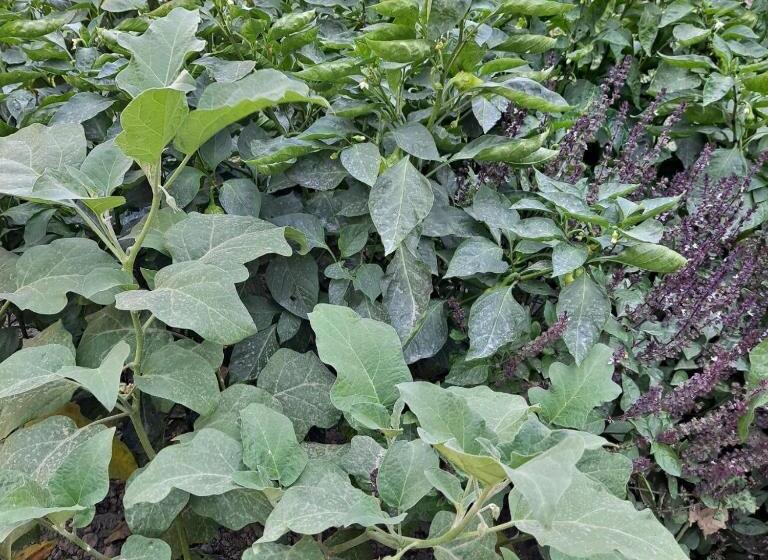 펜션 Grand House Hostel