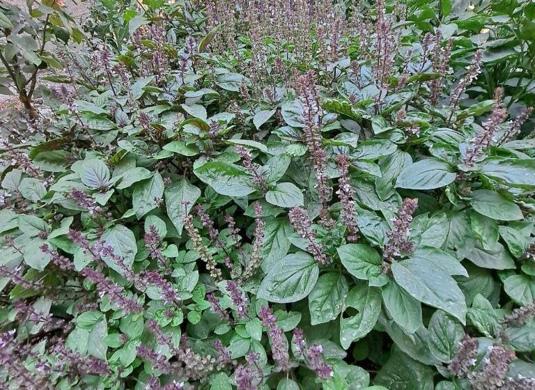 펜션 Grand House Hostel