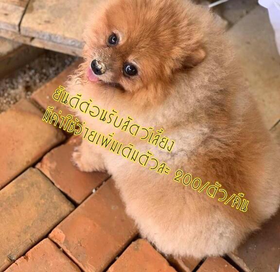 Service Apartment Lampang Room101 ใจกลางเมืองใกล้กาดกองต้า