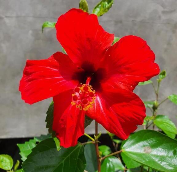 펜션 ธารธารา ออนเซน เชียงราย