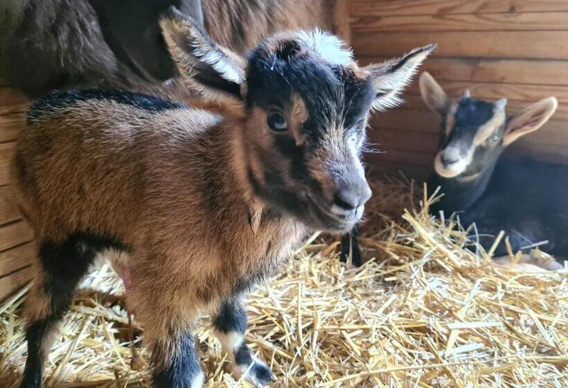 פנסיון Cabane Indiana   Spa Du Souffle Du Saule