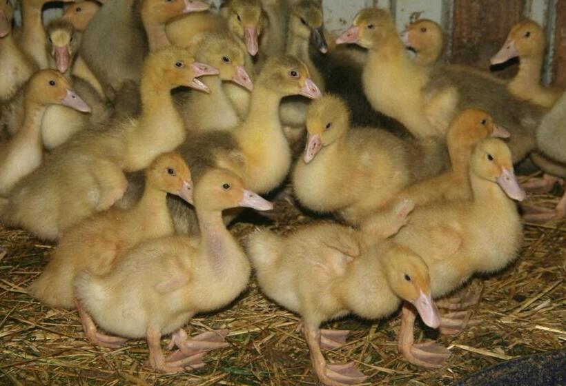 Отель Ferienhaus Am Kleinbauernhof Gersdorf Bei Kühlungsborn