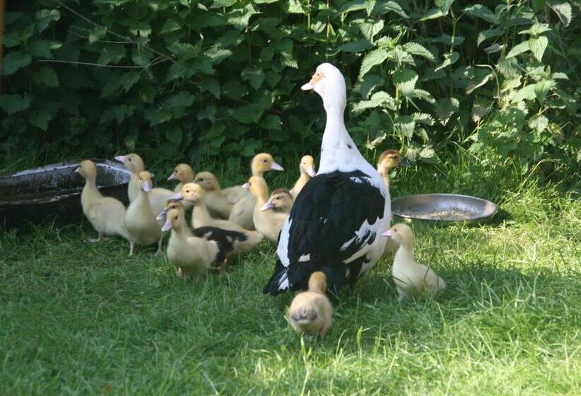 酒店 Reetdach Ferienhaus Nahe Ostseebad Kühlungsborn