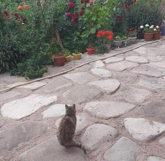 پانسیون алтынай