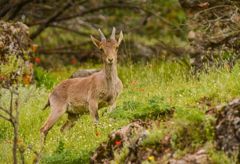 פנסיון Mirador Messia De Leiva , Casa Geno