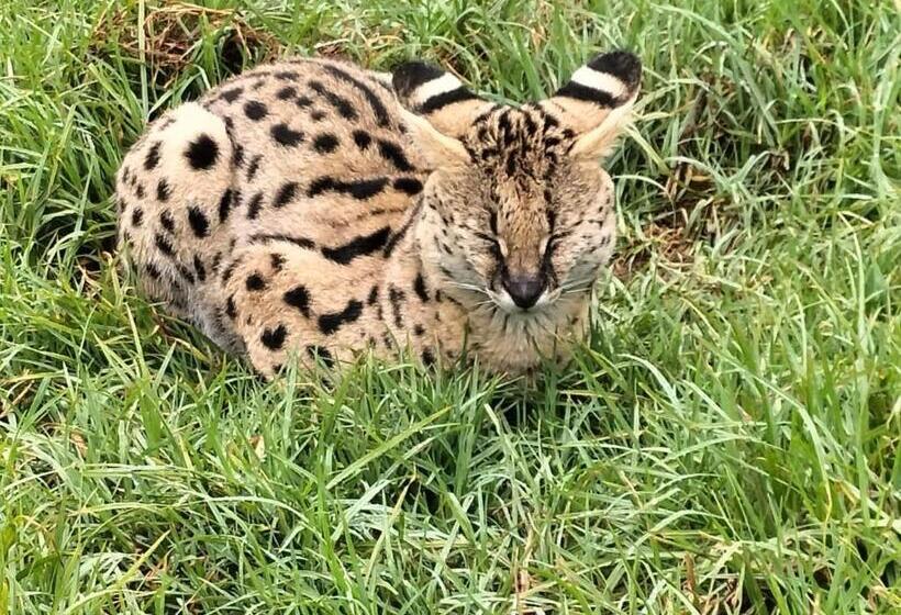 פנסיון My Little Africa