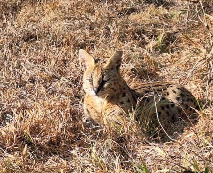 פנסיון My Little Africa