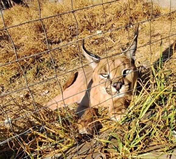 פנסיון My Little Africa