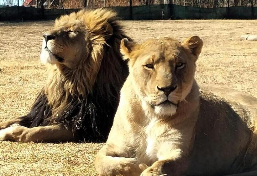 פנסיון My Little Africa