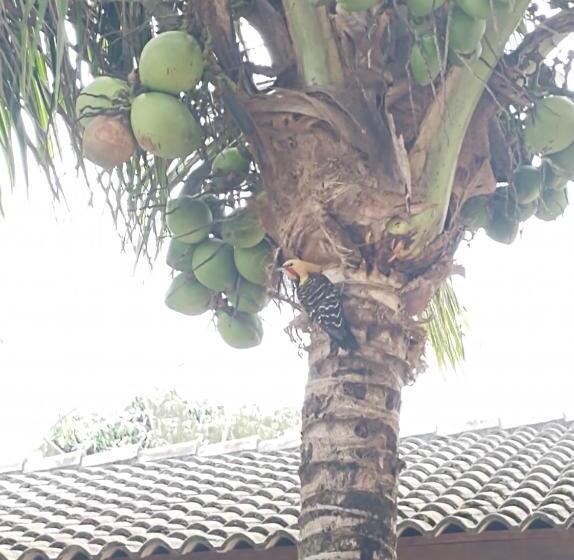 بنسيون Suíte Coqueiro Casamar Hospedagem