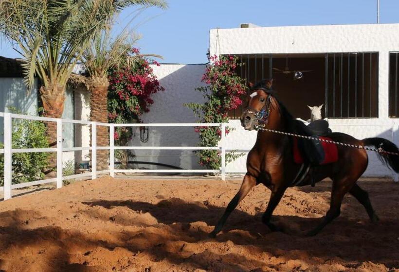فندق واحة القدية القسم اليوناني