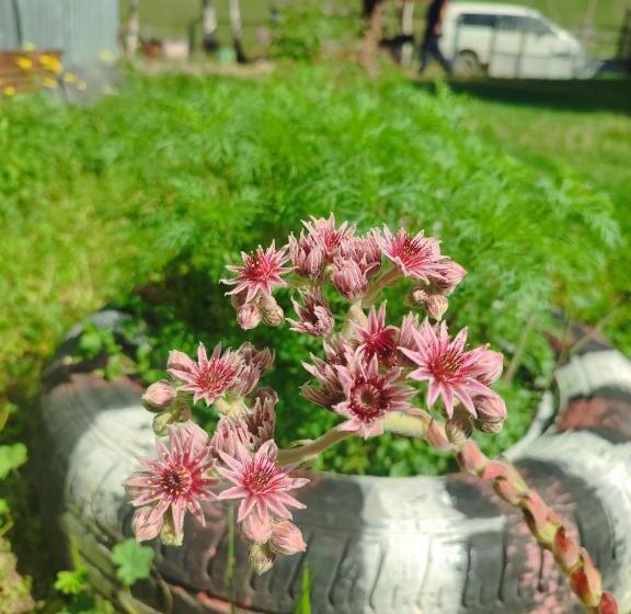 پانسیون Guest House Cafe Nita