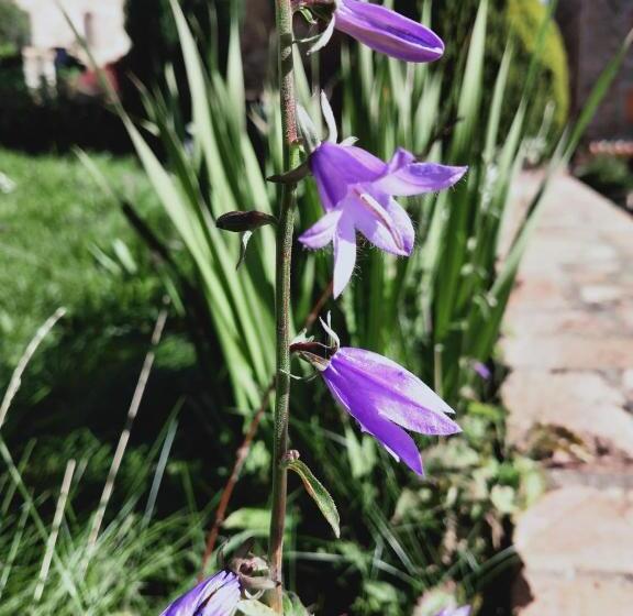 Bed and Breakfast Rectoria Nova