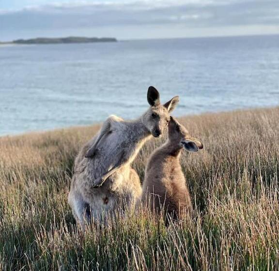 פנסיון Beachside Bedstay