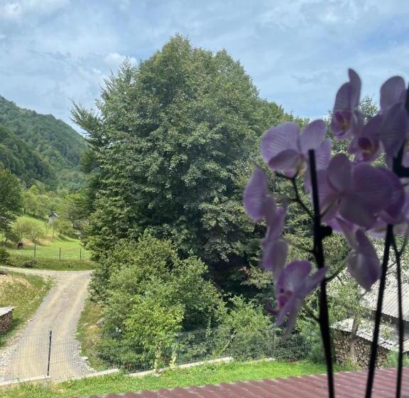 بنسيون Casa Dinu