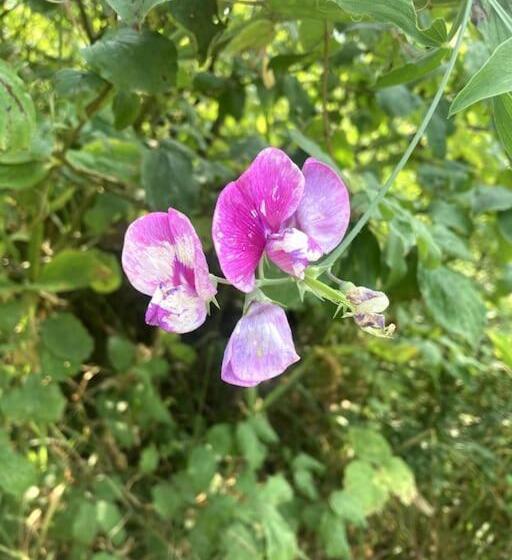 ベッドアンドブレックファースト Chambre Parenthèse Cosy Et Institut