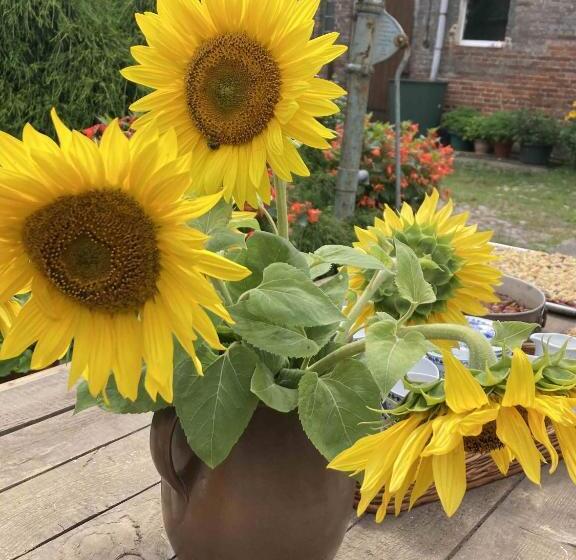 ペンション Schlamau19   Unterm Nussbaum