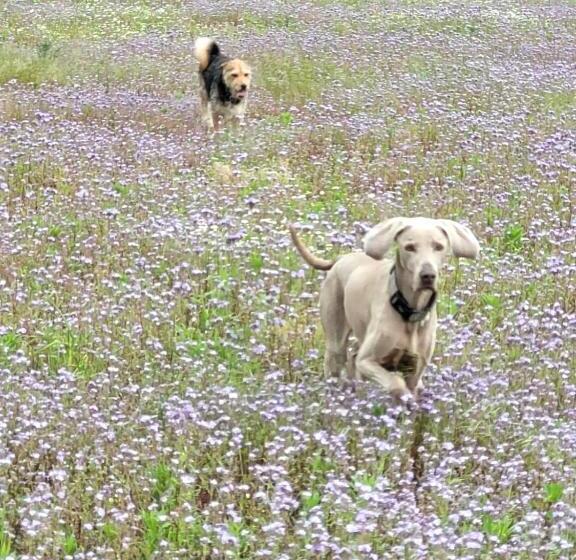 ペンション Schlamau19   Unterm Nussbaum